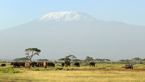 Kilimanjaro Safari, photo of herd of elephants on green grass field, elephants, safaris, animals, travel, wildlife, HD wallpaper HD wallpaper