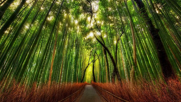 green trees, bamboo, forest, HDR, HD wallpaper