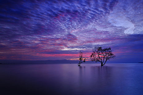 пейзаж, деревья, природа, фиолетовый, спокойствие, HD обои HD wallpaper