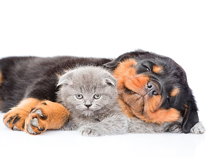 Zwierzę, kot i pies, małe zwierzę, kot, słodki, pies, kotek, szczeniak, rottweiler, Tapety HD HD wallpaper