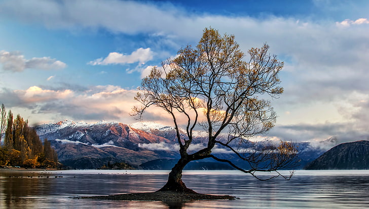 나무, 호수, 자연, 와나카 호수, 뉴질랜드, HD, 4K, 5K, HD 배경 화면