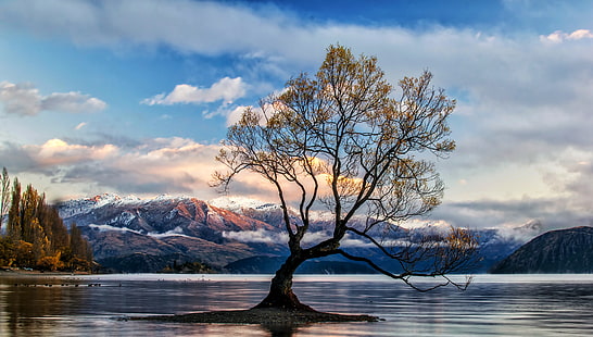 дерево, озеро, природа, озеро Ванака, Новая Зеландия, HD, 4K, 5K, HD обои HD wallpaper