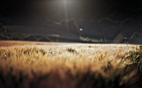 кафяво поле за реколта, поле с кафява трева, пшеница, пейзаж, природа, слънчева светлина, поле, макро, тъмно, растения, бежово, HD тапет HD wallpaper