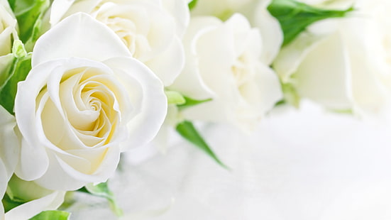 Weiße Rose, weiße Rosen, weiße Rose, HD-Hintergrundbild HD wallpaper