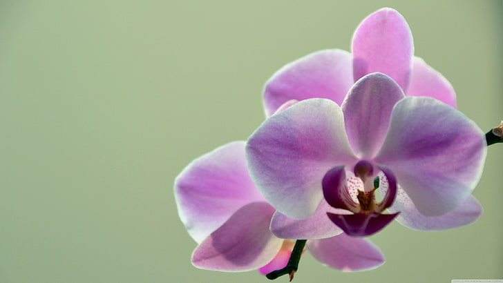 orquídea rosa mariposa, natureza, orquídeas, flores, plantas, HD papel de parede