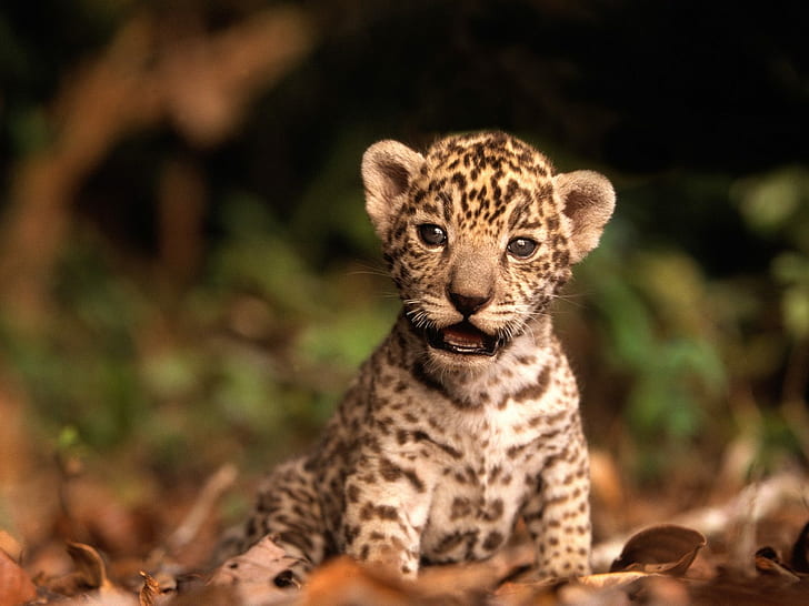 Leopard Leopard Cub Cub HD, леопардовый зверёк, животные, леопард, детёныш, HD обои