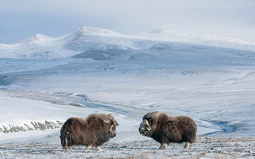 небо, снег, горы, природа, овцебык, HD обои HD wallpaper