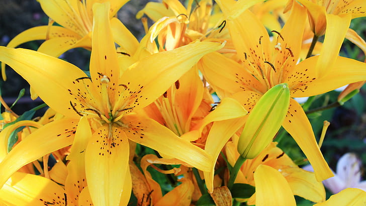 lilies, flowers, yellow flowers, plants, HD wallpaper