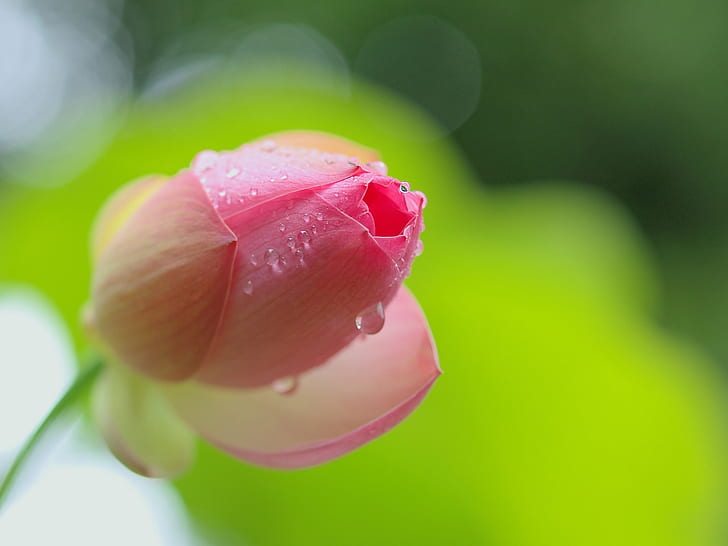 Rosa lotusblommaknopp närbild, dagg, rosa, Lotus, blomma, knopp, dagg, HD tapet