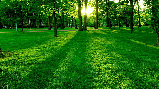 парк, газон, трава, деревья, солнце, парк, газон, трава, деревья, HD обои HD wallpaper