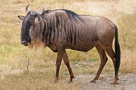 adult wildebeest, antelope, grass, walk, HD wallpaper HD wallpaper