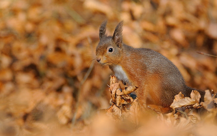 gray and brown squirrel, squirrel, foliage, autumn, HD wallpaper