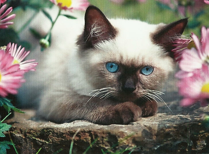 Ein siamesisches Kätzchen, Kätzchen, siamesisch, niedlich, Blumen, katzenartig, Tiere, HD-Hintergrundbild