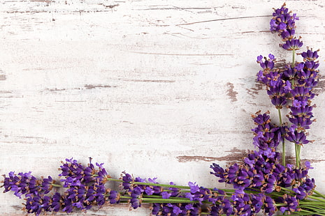 branches, wood, flowers, lavender, HD wallpaper HD wallpaper