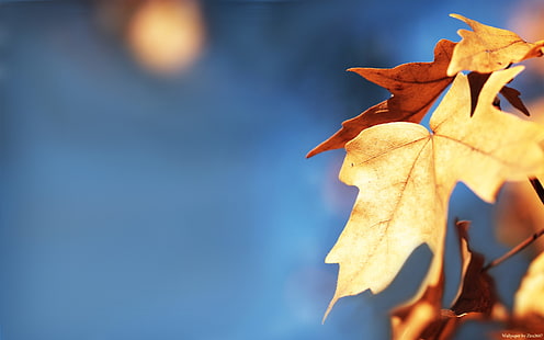 brown dried maple leaf, fall, depth of field, leaves, macro, nature, HD wallpaper HD wallpaper