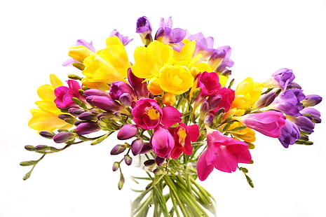 желтые, фиолетовые и красные цветы иллюстрация, цветы, букет, ваза, фрезия, белый фон, HD обои HD wallpaper
