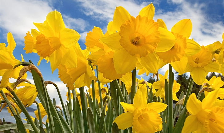 flower, narcissus, yellow, HD wallpaper