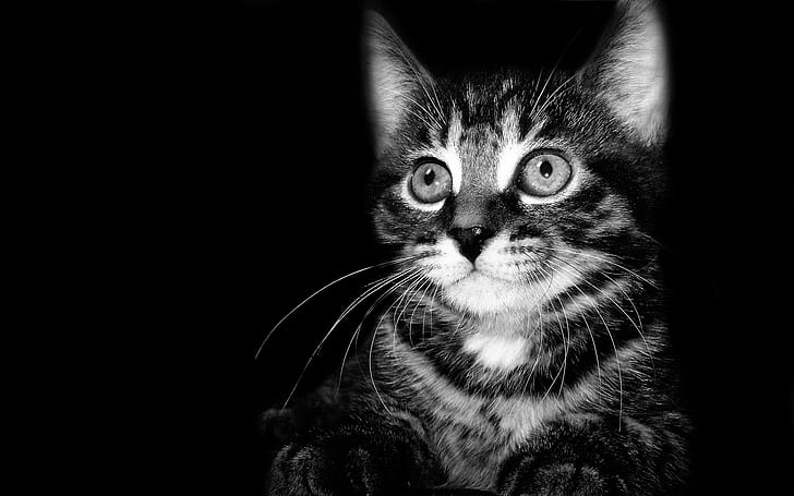 black white, kitten, white, black, shadow, baby, fear, HD wallpaper