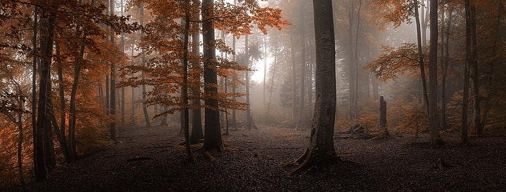 Black Metal gerahmte Glasfenster, Wald, Bäume, Landschaft, Natur, HD-Hintergrundbild