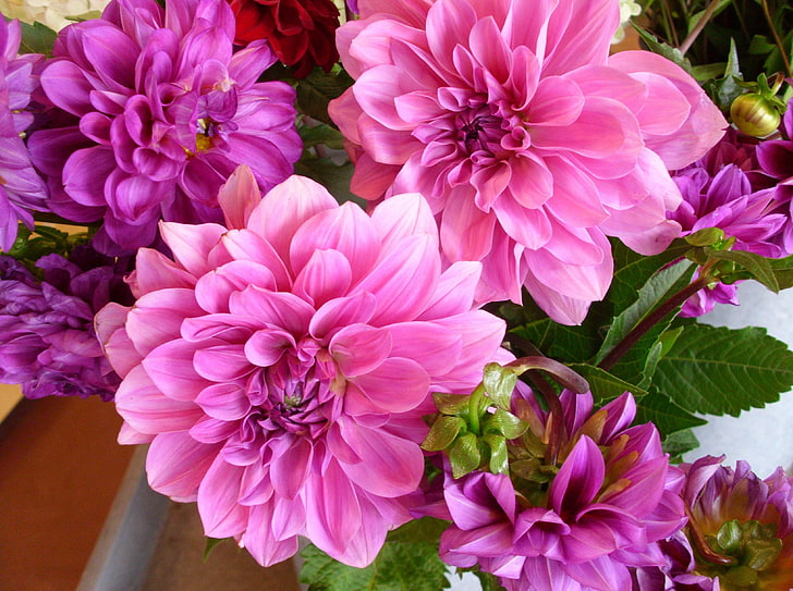 ดอกรักเร่สีชมพูดอกดาเลียดอกไม้สดใสพวง, วอลล์เปเปอร์ HD