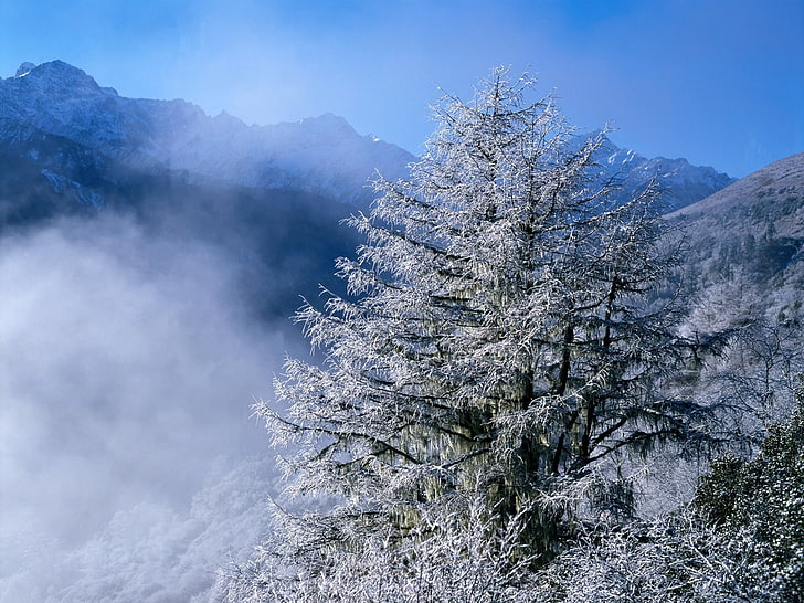 white tree, winter, fir-trees, top, fog, hoarfrost, icicles, HD wallpaper