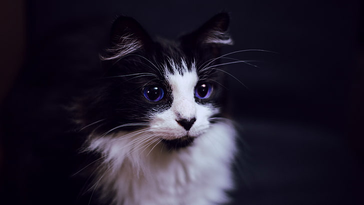 olhos azuis, bigodes, Paul Hanaoka, gato, HD papel de parede