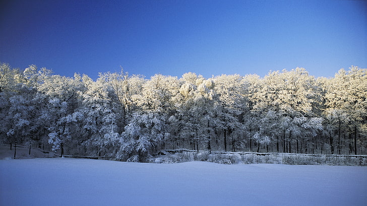 зелено дърво, зима, сняг, природа, дървета, пейзаж, циан, синьо, слънчева светлина, HD тапет