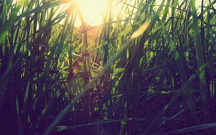 Grass Macro Sunlight Warm HD, природа, макро, слънчева светлина, трева, топло, HD тапет
