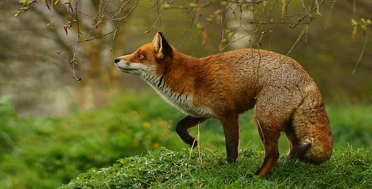 кафява и бяла лисица на зелено тревисто поле през деня, Обяд, кафява, бяла лисица, зелена, тревиста, поле, през деня, Британски център за дива природа, Newchapel Surrey, Vixen, Vulpes, Триминг, лисица, животно, дива природа, природа, бозайник, червено Лисица, гора, животни в дивата природа, на открито, HD тапет