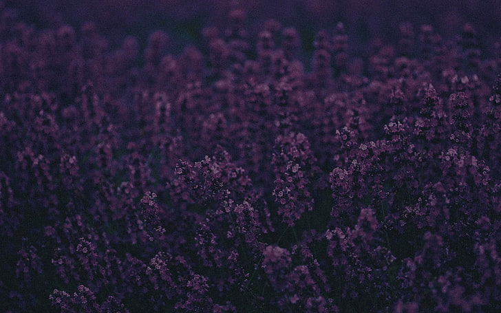 Natur, lila Blumen, Blumen, Lavendel, Herbarium, Landschaft, Fotografie, Schärfentiefe, HD-Hintergrundbild