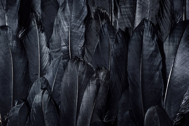 black feathers, feathers, black, dark, HD wallpaper