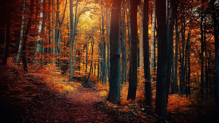 Jesienne drzewa leśne, liście, żółta pomarańcza, ścieżka, sceneria przyrody, jesień, las, drzewa, liście, żółty, pomarańczowy, ścieżka, natura, krajobrazy, Tapety HD