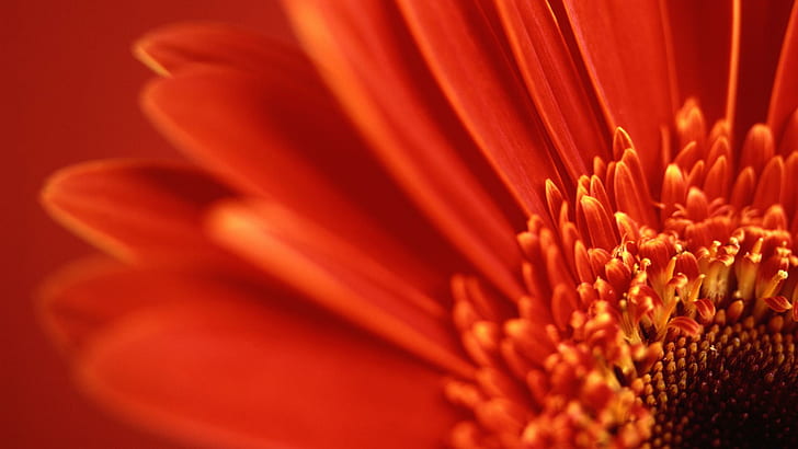 Red Gerbera Daisy, red daisy, daisy, gerbera, HD wallpaper