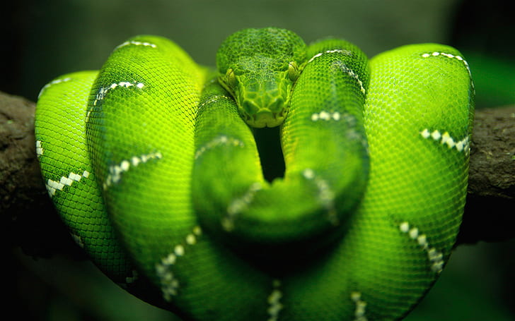 Green snake, Python snake, HD wallpaper
