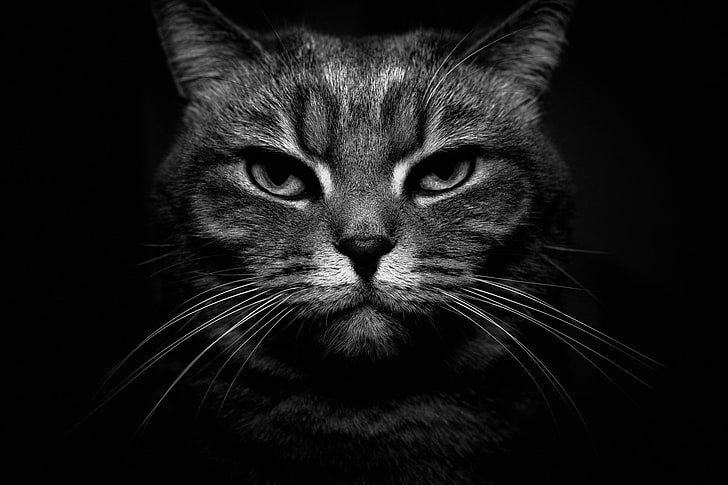 Котки, котка, черно-бяло, едър план, монохромен, домашен любимец, втренчен поглед, HD тапет