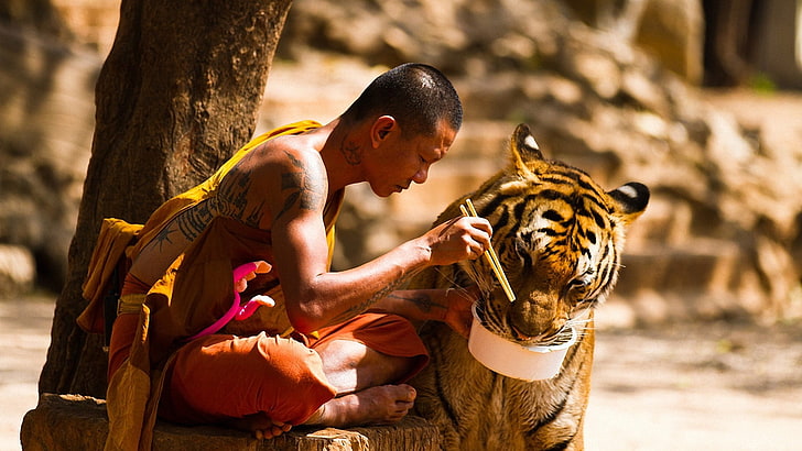 man feeding tiger, monks, animals, eating, tiger, trees, tattoo, chopsticks, sitting, depth of field, China, HD wallpaper