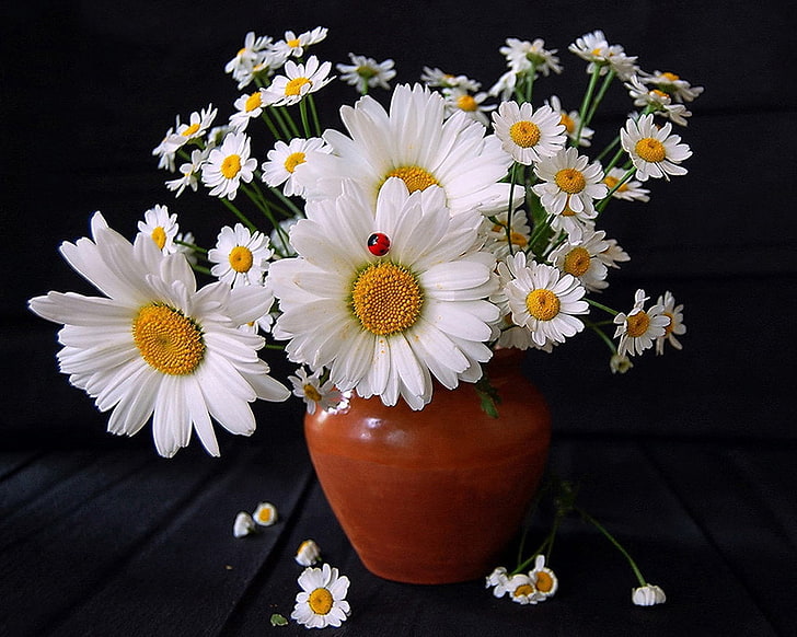 weiße Gänseblümchen, Gänseblümchen, Blumen, Blumenstrauß, Vase, Marienkäfer, Sommer, HD-Hintergrundbild