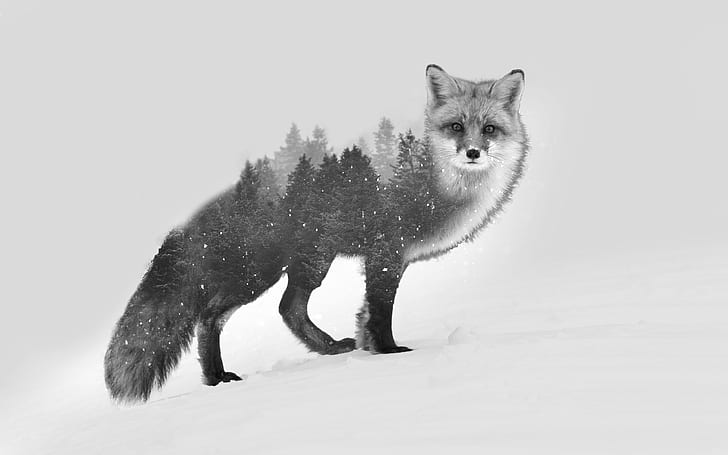 diabloalexy fox double exposure black white photo manipulation, HD wallpaper