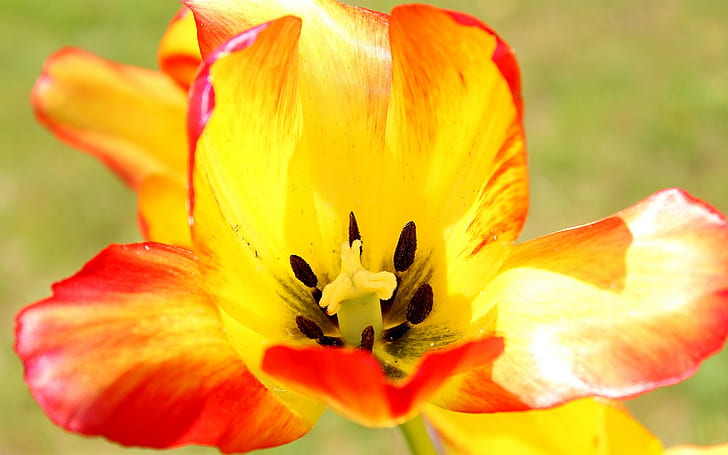 Fotografía macro de flor de tulipán, pétalos de naranja, pistilos, tulipán, flor, macro, fotografía, naranja, pétalos, pistilos, Fondo de pantalla HD