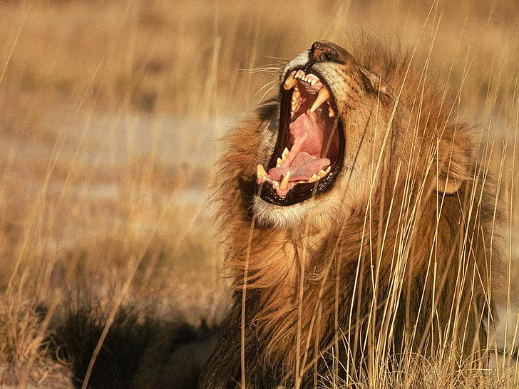 สิงโตสีน้ำตาลสัตว์สิงโต, วอลล์เปเปอร์ HD