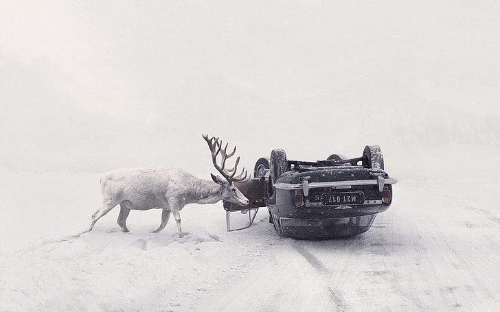 car, vehicle, winter, animals, accidents, deer, snow, Martin Stranka, road, photography, snowing, upside down, crash, HD wallpaper