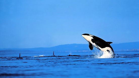 Animal, Orca, Baleia, HD papel de parede HD wallpaper