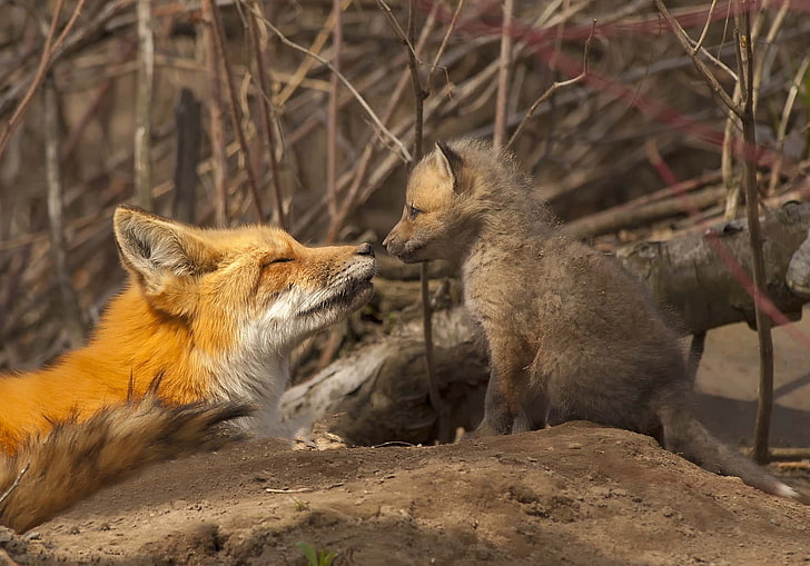 baby, fox, foxes, motherhood, HD wallpaper