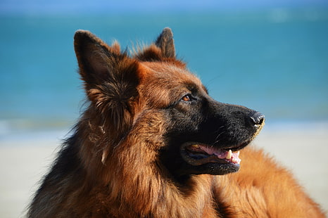 erwachsener schwarzbrauner deutscher schäferhund, deutscher schäferhund, hund, langhaarig, HD-Hintergrundbild HD wallpaper
