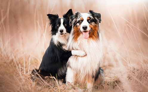 Hunde, australische Schäferhunde, Freunde, Hunde, australische Schäferhunde, Freunde, HD-Hintergrundbild HD wallpaper