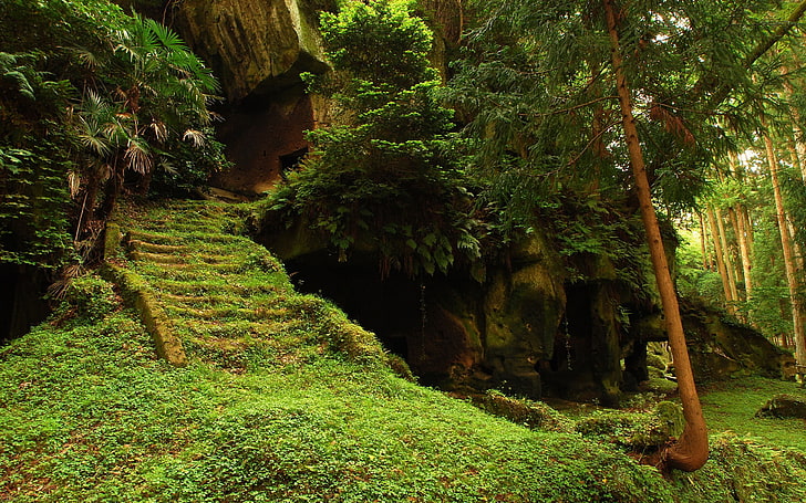 trees, leaves, rock, nature, forest, grass, overgrown, stairs, HD wallpaper