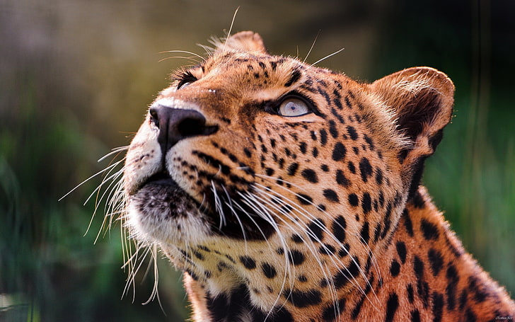 leopardo adulto, leopardo, meditabondo, occhi, muso, Sfondo HD