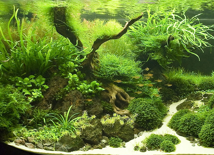 tanaman hijau, ikan, akuarium, tanaman, Wallpaper HD