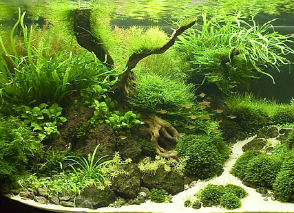 zielona roślina, ryby, akwarium, rośliny, Tapety HD HD wallpaper