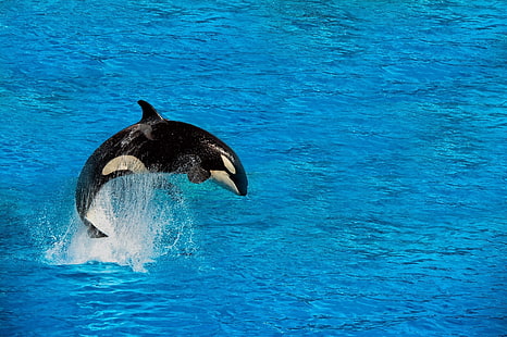 baleia assassina, animal, orca, baleia, HD papel de parede HD wallpaper